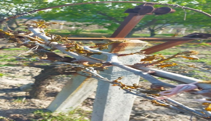 Manisa'yı don vurdu: Birçok çiftçi afetten etkilendi