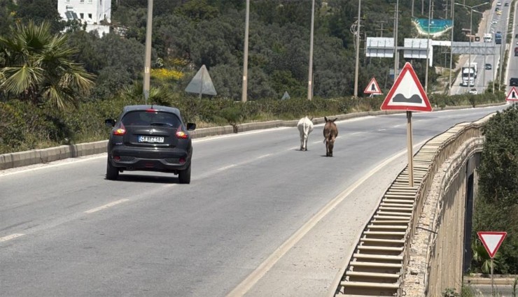 Muğla'da trafiğe başıboş eşek engeli
