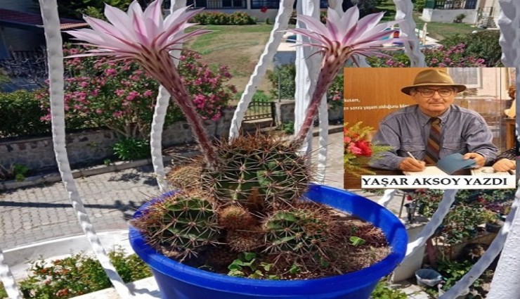 GARİP.. ÇOK GARİP...100 YILLIK KAKTÜSÜM, HER 19 MAYIS ÇİÇEK AÇIYOR