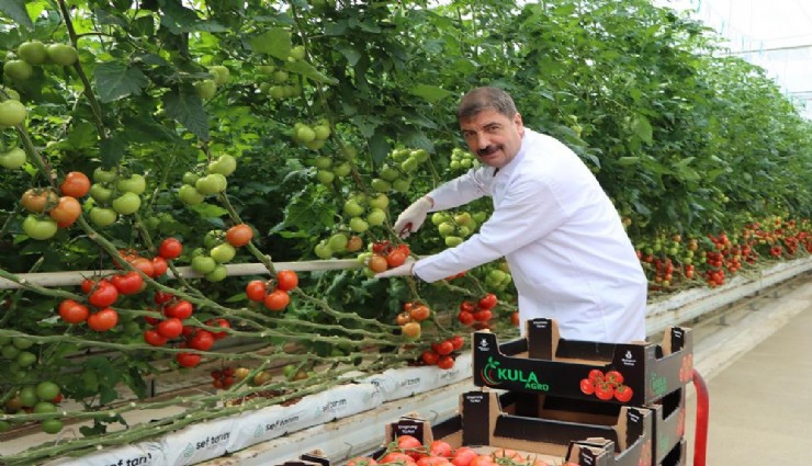 Kula'nın jeotermal serasından Avrupa'ya 500 ton domates ihracatı