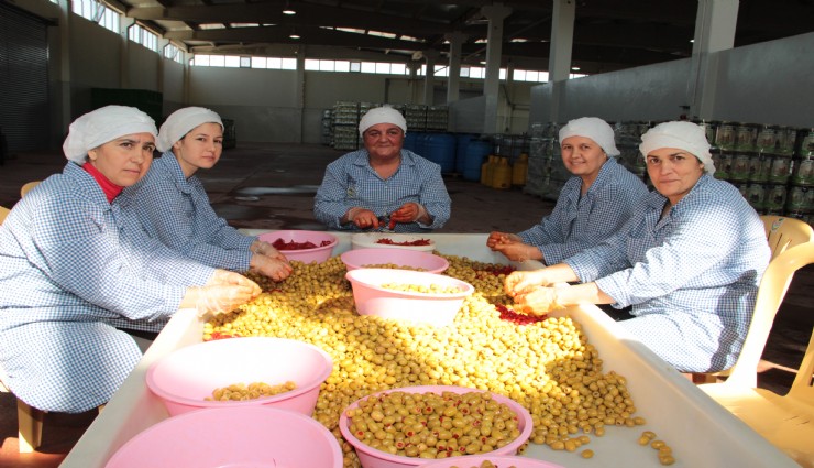 Sofralık zeytin ihracatı 250 milyon dolara koşuyor