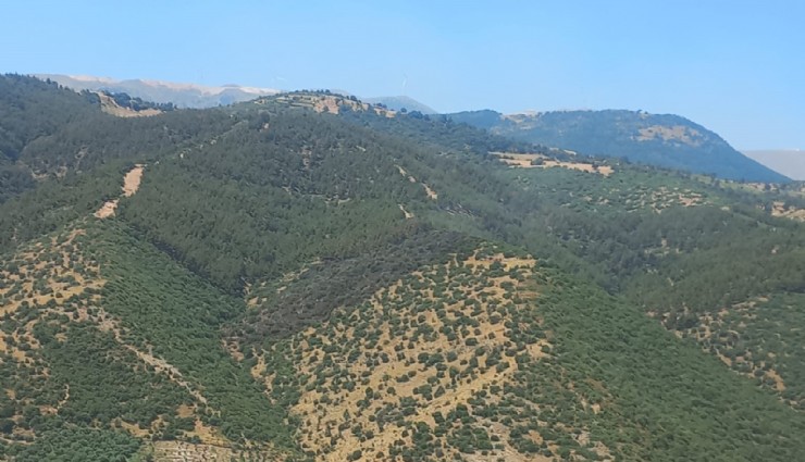 Manisa'daki orman yangını 2 saatte söndürüldü