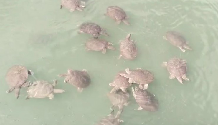 Antalya’da kaplumbağa tehlikesi: 