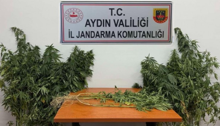 Aydın'da büyük operasyon:   71 kök kenevir ve uyuşturucu madde ele geçirildi