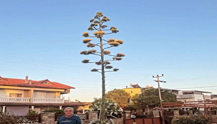 Dikili’de 30 yıllık agave çiçek açtı