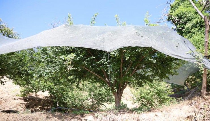 Meyveye koruma zırhı