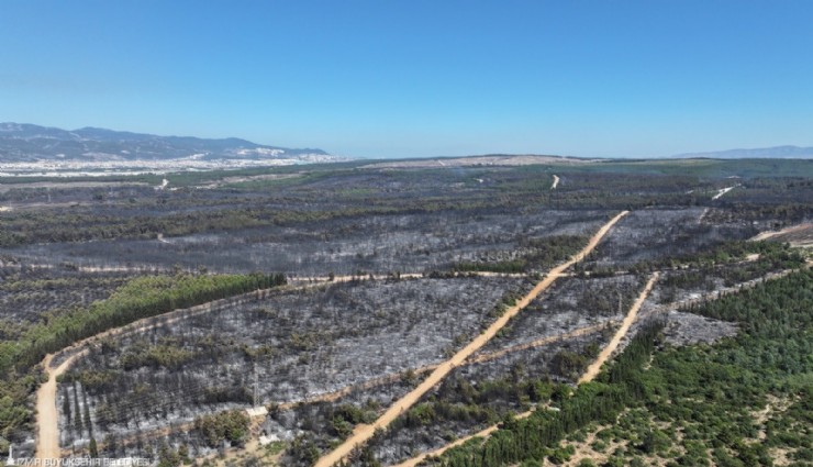 İzmir'de Buca'nın iki katı büyüklüğündeki alan kül oldu