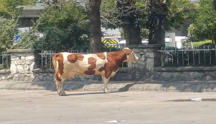 Manisa'da mezbahadan kaçan inek ortalığı birbirine kattı