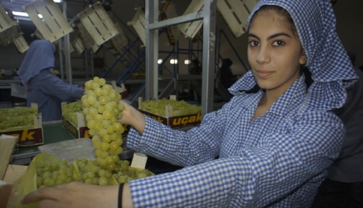 Superior Seedless çeşidi sofralık üzümün ihracat yolculuğu 16 Temmuz’da başladı