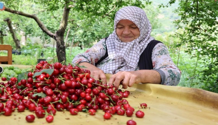 Zirai don kirazı vurdu, geçen yıla göre 61 bin ton ihracat kaybı yaşandı