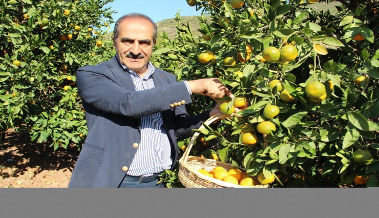 Ege Bölgesi Narenciye Rekoltesinde yüzde 34’lük azalış