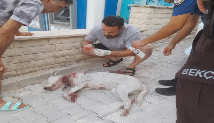 Hamile köpeğe tüfekle saldırı
