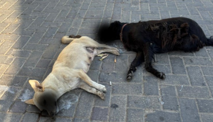 İzmir’de sokak hayvanları katliamı:  Selçuk’ta en az 15 köpek zehirlenerek öldürüldü