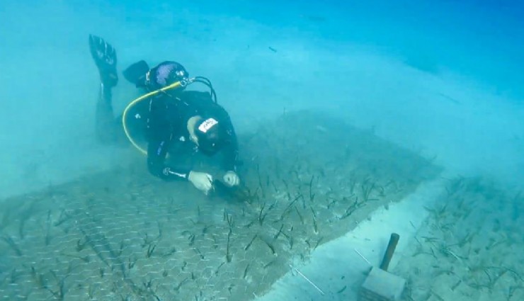 Mavi Nefes Projesi, Göcek'te 2 bin yaşında Deniz Çayırı keşfetti