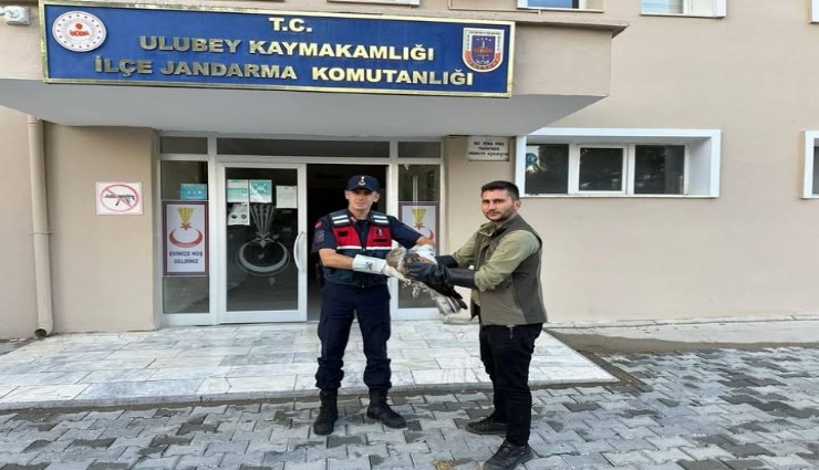 Yaralı şahinin imdanına jandarma yetişti: Tedavisinin ardından gökyüzüne bırakıldı