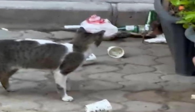 Esnaf, kedi ile farenin kapışmasını maç anlatır gibi anlattı