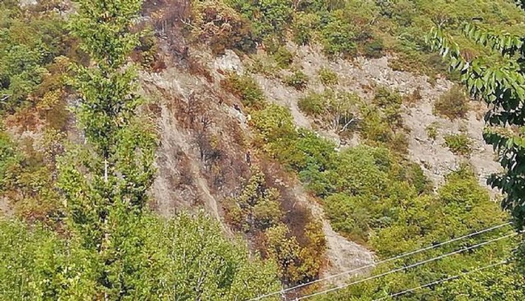 İzmir’de ibreli dikili ağaç satışı ihaleye çıkıyor