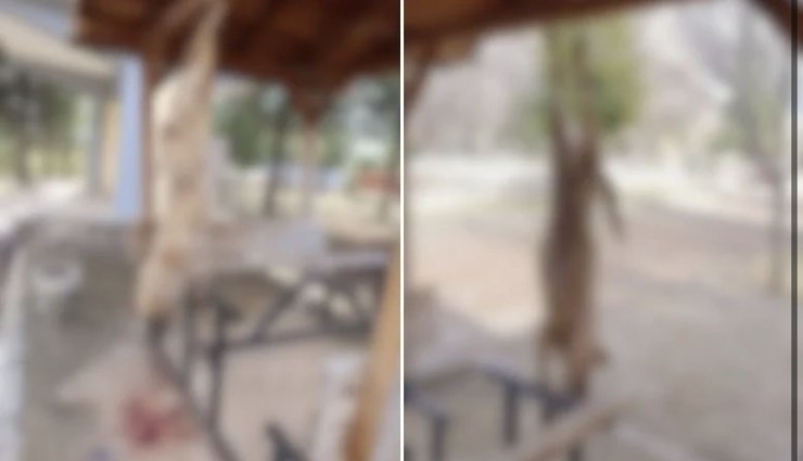 Afyonkarahisar’da parkta vahşet: Sokak köpeği çardağa asılarak katledildi