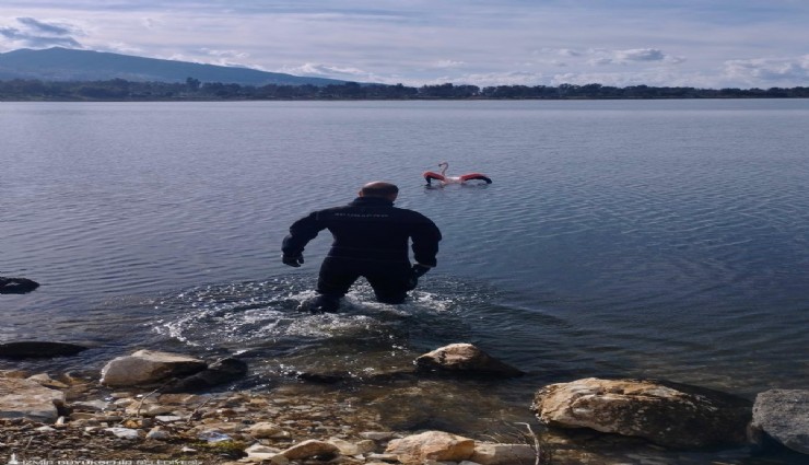 İnciraltı’nda ip dolanan flamingo, itfaiye dalgıçlarıyla kurtarıldı