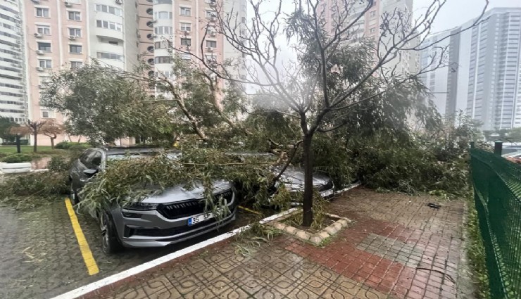 İzmir'de fırtına ağaçları devirdi: 5 araç hasarlı