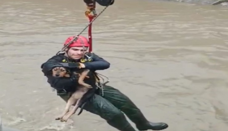 Karabağlar'da dereye düşen köpeğe İzmir İtfaiyesi'nden yardım eli