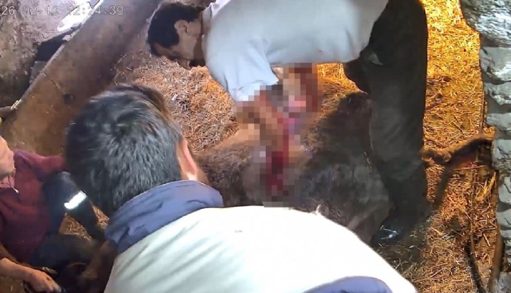 Ekmek bıçağıyla sezaryen denemesi hayvanı telef etti