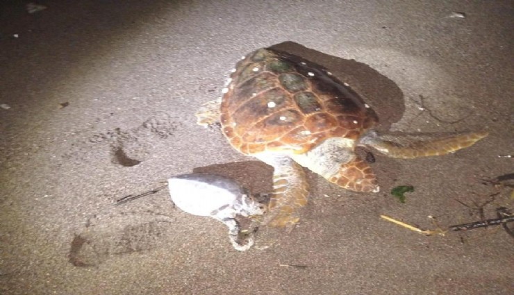 Marmaris'te caretta caretta ve yavrusu kıyıya vurdu