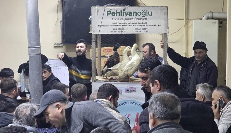 Süslü tavuklara büyük ilgi