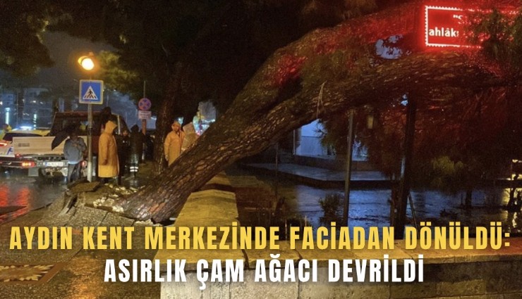 Aydın kent merkezinde faciadan dönüldü: Asırlık çam ağacı devrildi