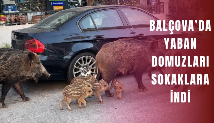 Balçova’da yaban domuzları sokaklara indi