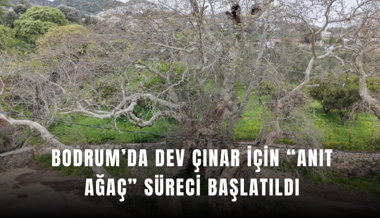 Bodrum’da dev çınar için anıt ağaç süreci başlatıldı