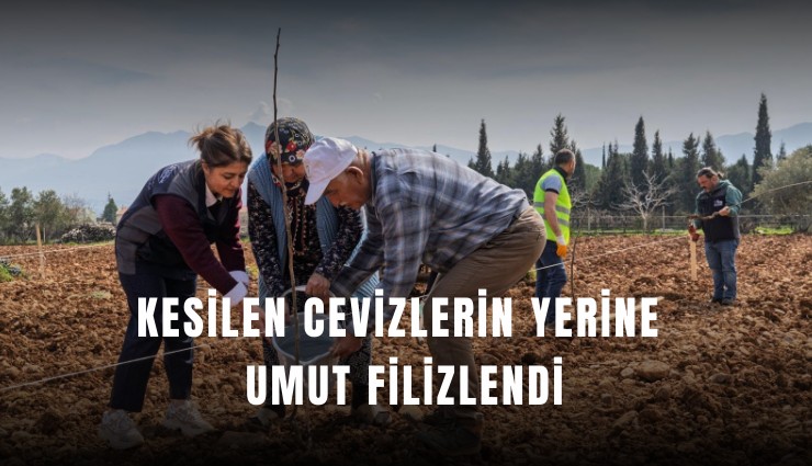 Kesilen cevizlerin yerine umut filizlendi