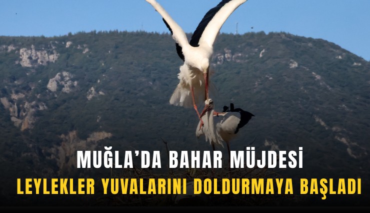 Muğla’da bahar müjdesi: Leylekler yuvalarını doldurmaya başladı