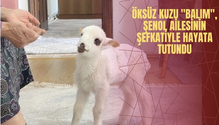 Öksüz kuzu 