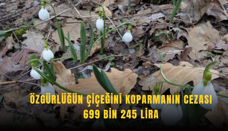 Özgürlüğün çiçeğini koparmanın cezası 699 bin 245 lira