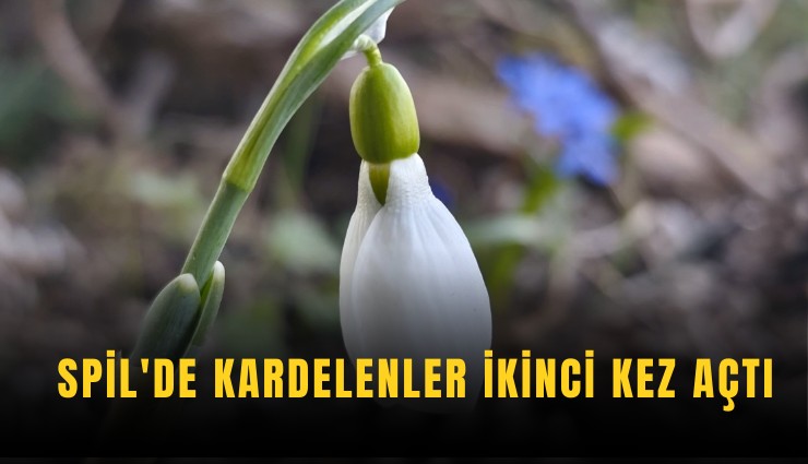 Spil'de kardelenler ikinci kez açtı