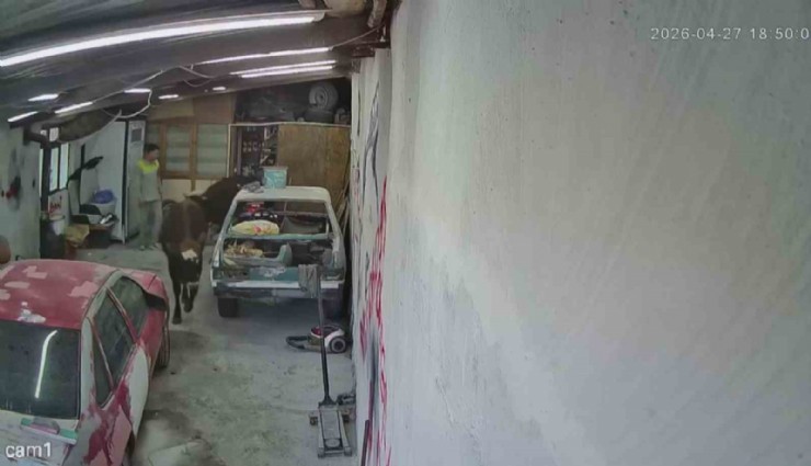 Ahırdan kaçan danalar oto tamirciyi bastı, görgü tanığı o anları anlattı: 