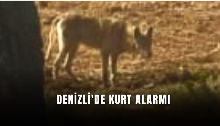 Denizli'de kurt alarmı
