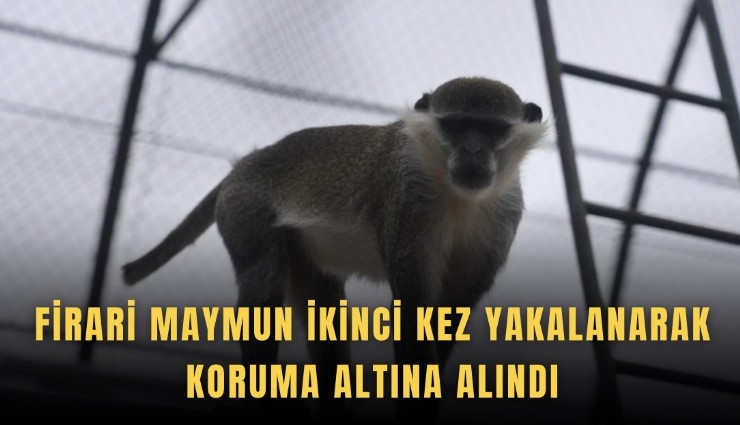 Firari maymun ikinci kez yakalanarak koruma altına alındı
