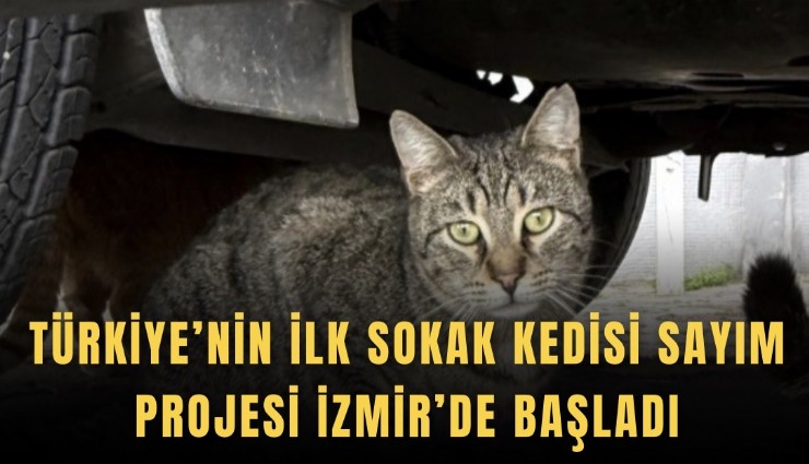 Türkiye’nin ilk sokak kedisi sayım projesi İzmir’de başladı