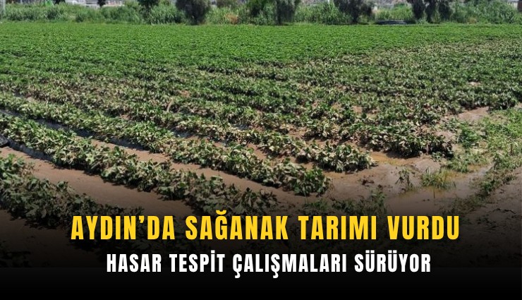 Aydın’da sağanak tarımı vurdu: Hasar tespit çalışmaları sürüyor