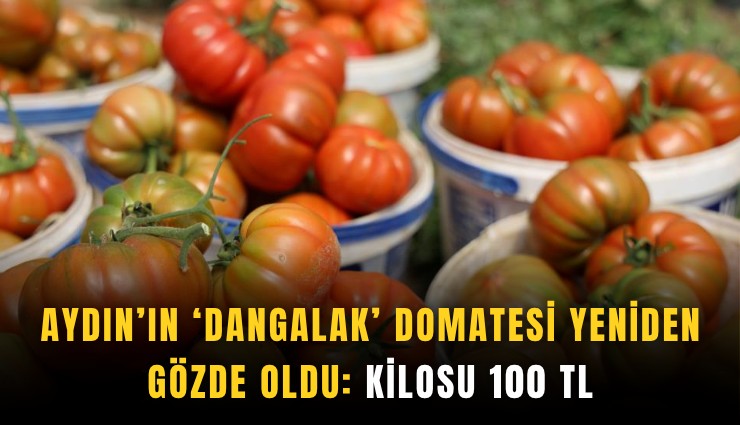 Aydın’ın ‘Dangalak’ domatesi yeniden gözde oldu: Kilosu 100 TL