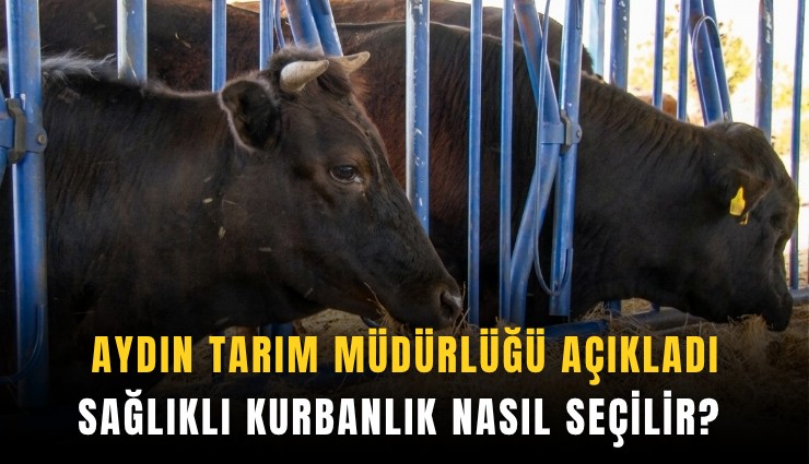 Aydın Tarım Müdürlüğü açıkladı: Sağlıklı kurbanlık nasıl seçilir?