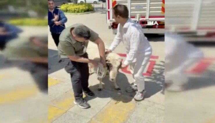 Bayramda keseceği koçla teleferik keyfi yaptı