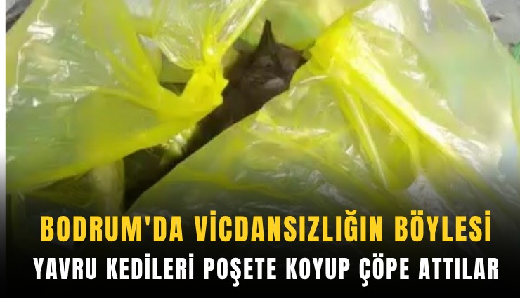 Bodrum'da vahşet: Yavru kedileri poşete koyup çöpe attılar