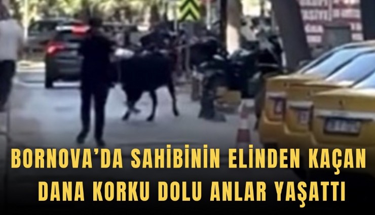 Bornova’da Sahibinin elinden kaçan dana korku dolu anlar yaşattı