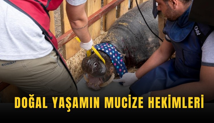 Doğal yaşamın mucize hekimleri
