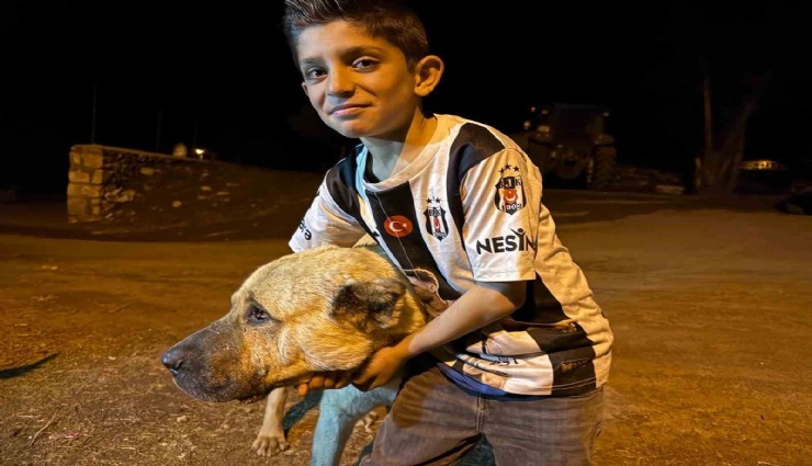 İki ayının saldırısına uğrayan Sencar’ı kangal köpeği kurtardı