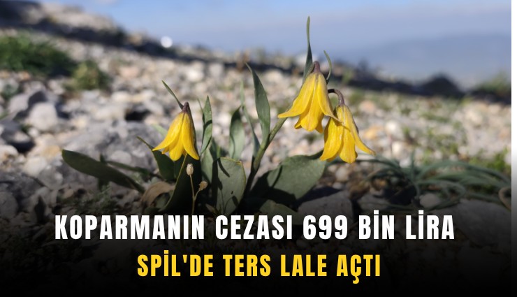 Koparmanın cezası 699 bin lira: Spil'de ters lale açtı