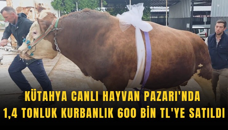 Kütahya Canlı Hayvan Pazarı'nda 1,4 tonluk kurbanlık 600 bin TL'ye satıldı